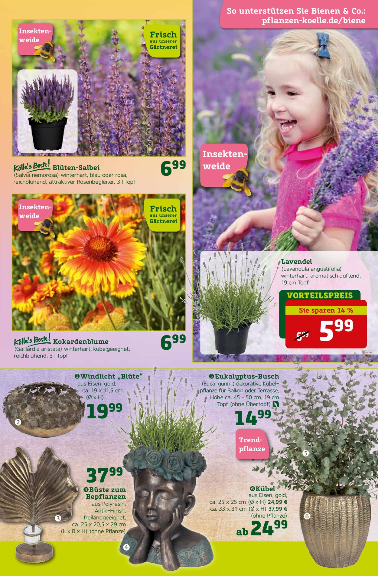 Pflanzen-Kölle Prospekt - Aktuell vom 31.05-16.06.2021 (Seite 3)