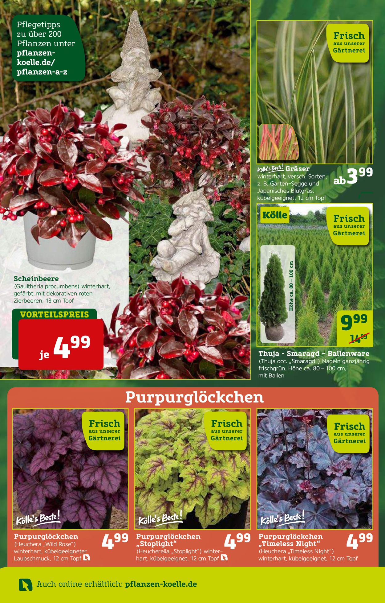 Pflanzen-Kölle Prospekt - Aktuell vom 07.10-13.10.2021 (Seite 6)